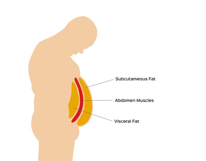 visceral fat, subcutaneous fat, abdomen muscles diagram