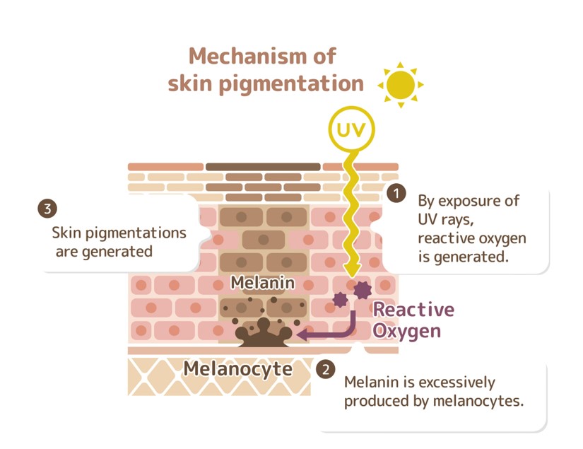 formation of pigmentation in skin