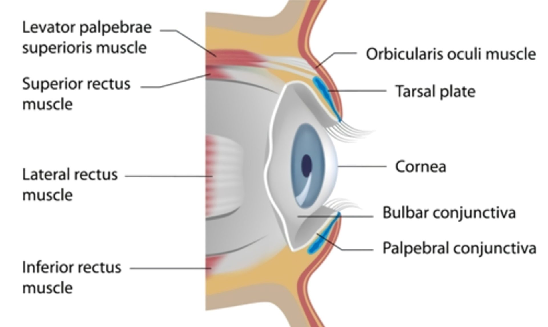 anatomy of the eye