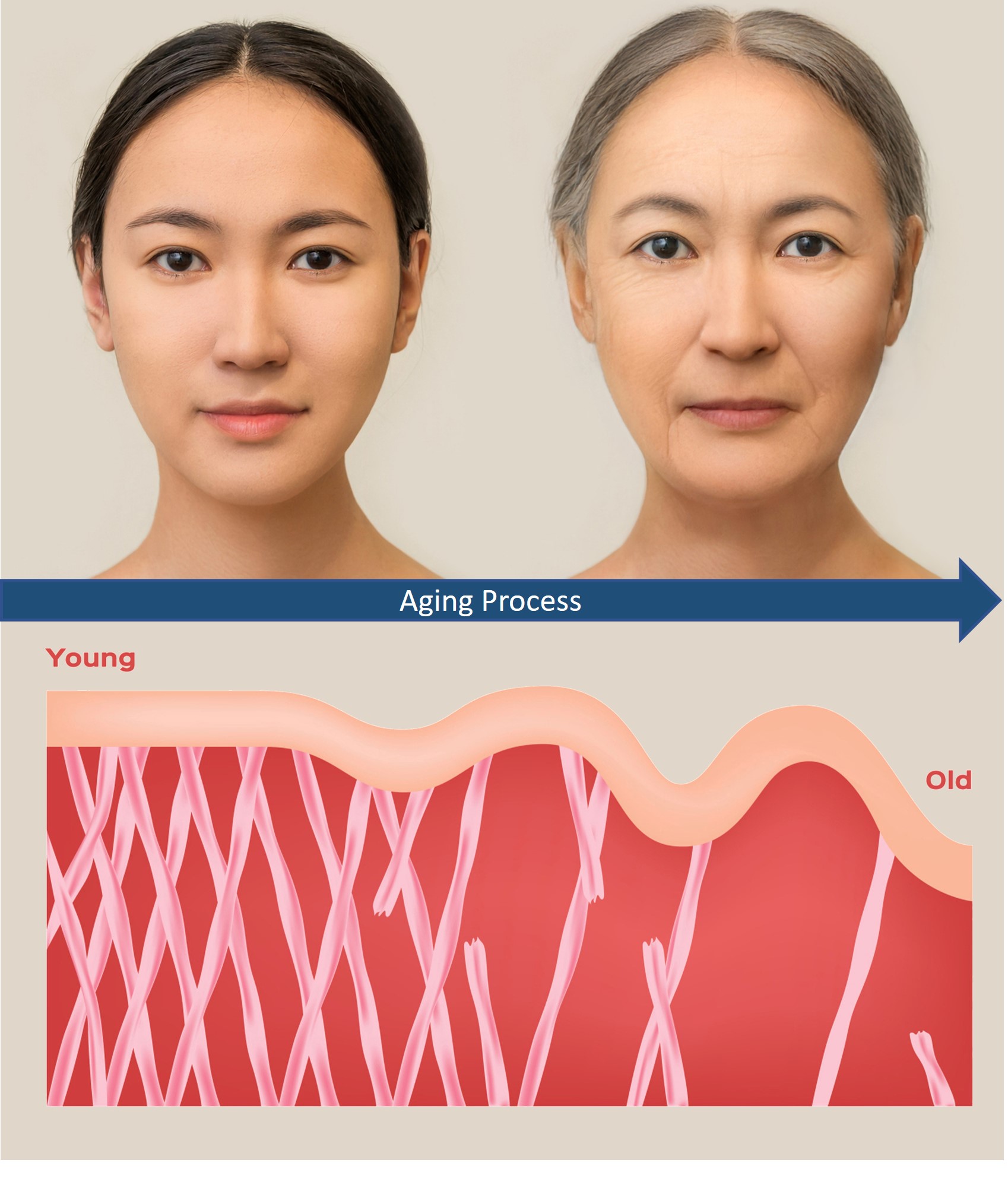 collagen changes with aging