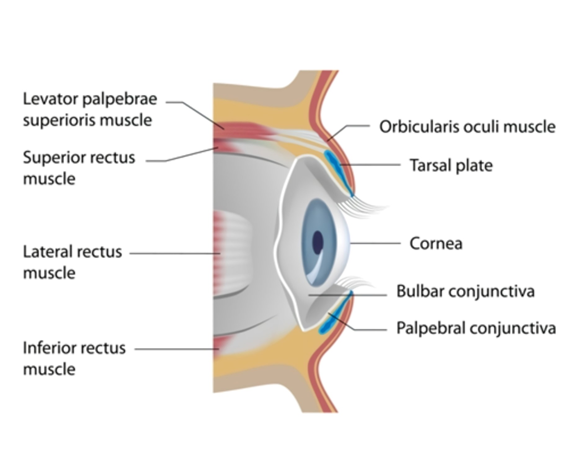 eyelid anatomy