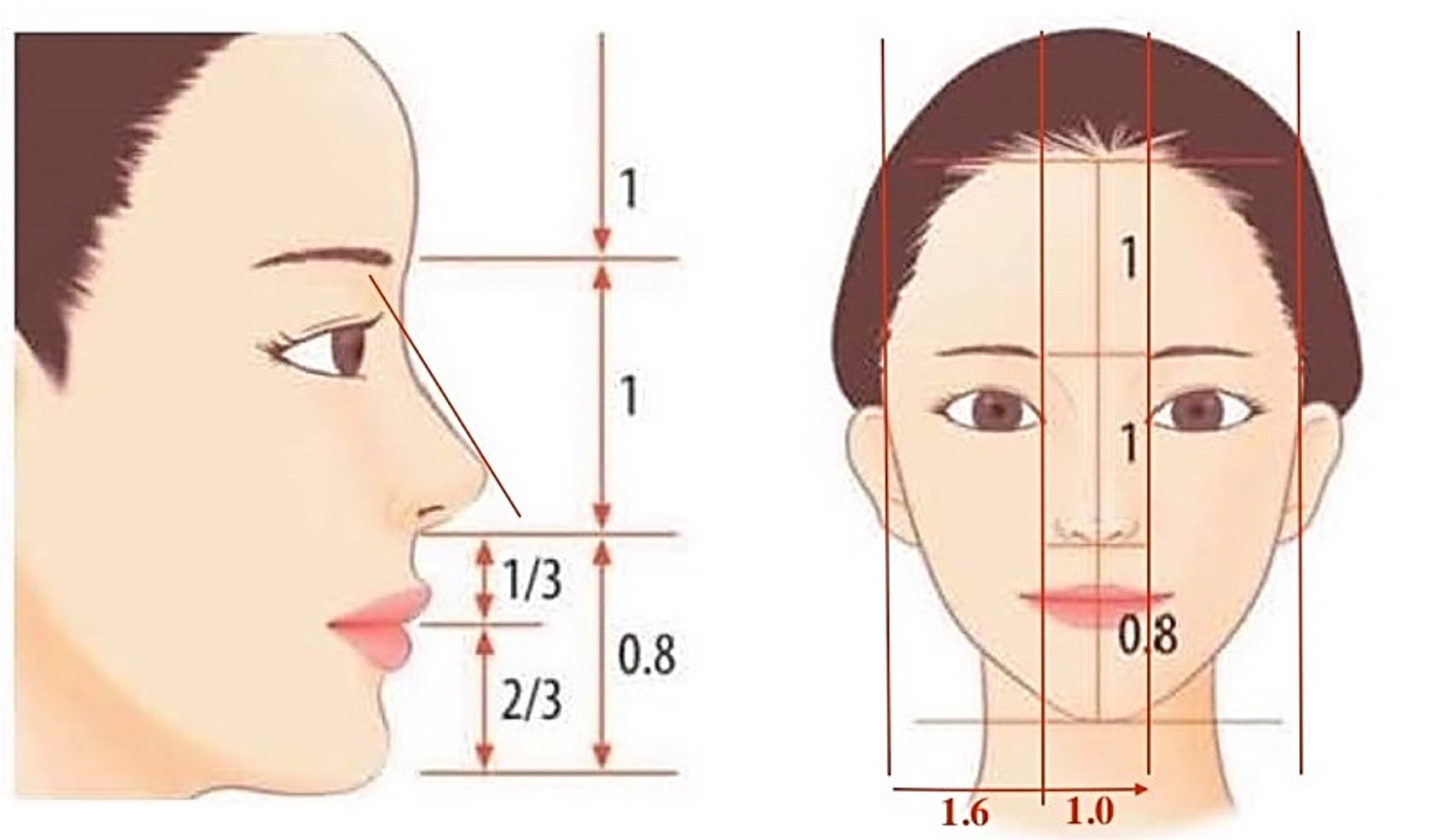 ideal nose proportions to the face