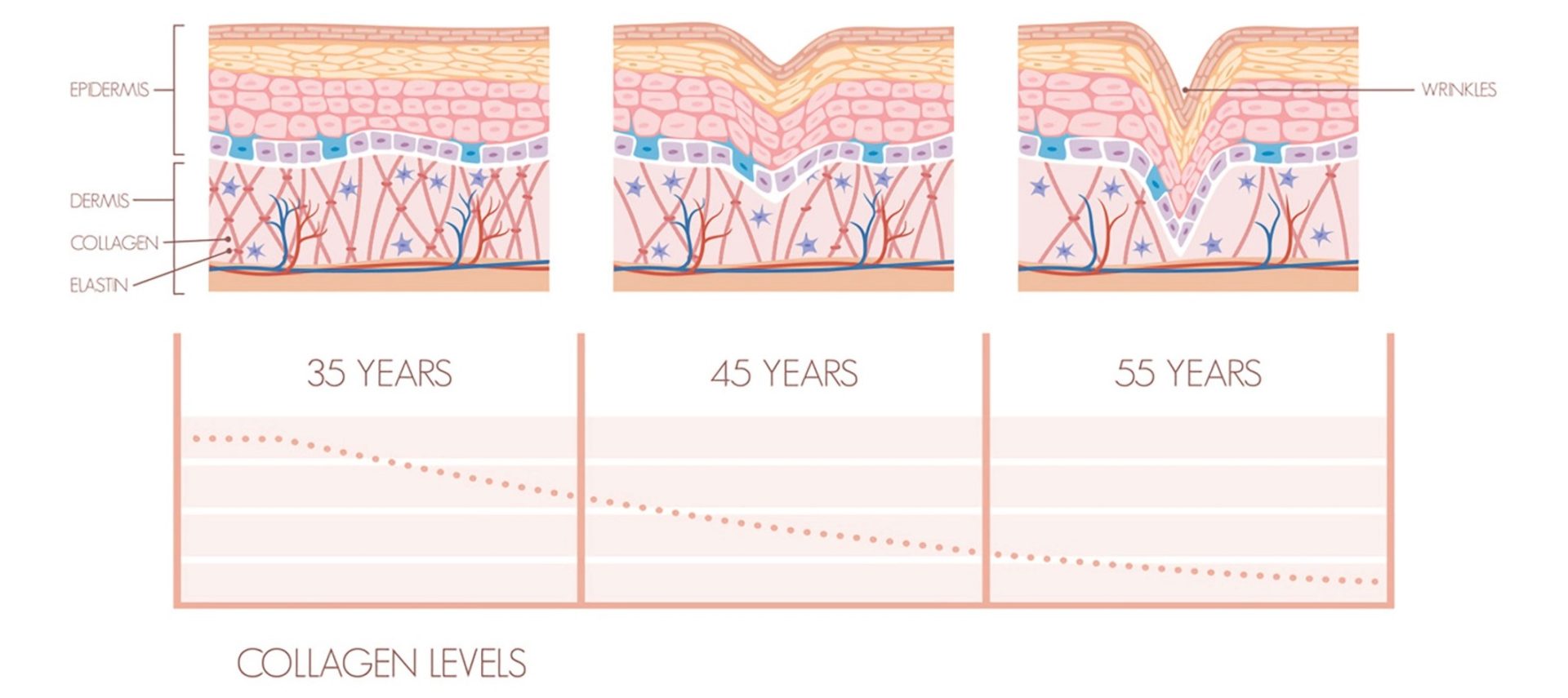skin aging process