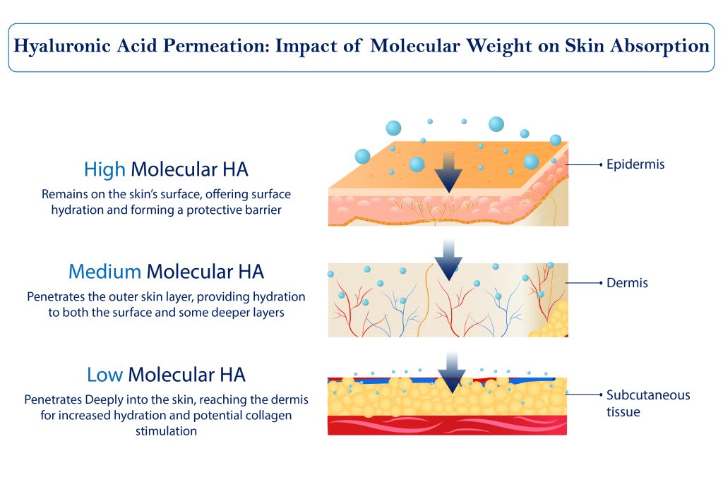 Hyaluronic Acid Permeation: Impact of Molecular Weight on Skin Absorption