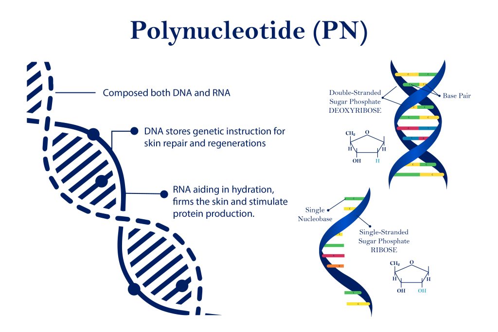 Polynucleotide