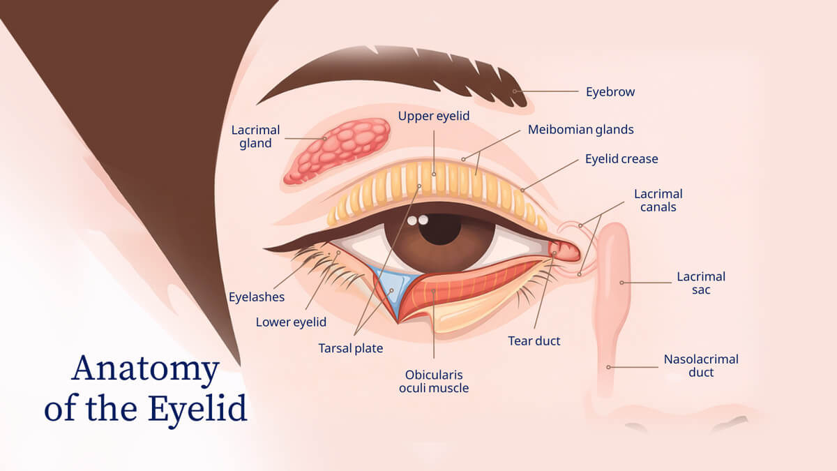 anatomy-of-the-eyelid-img